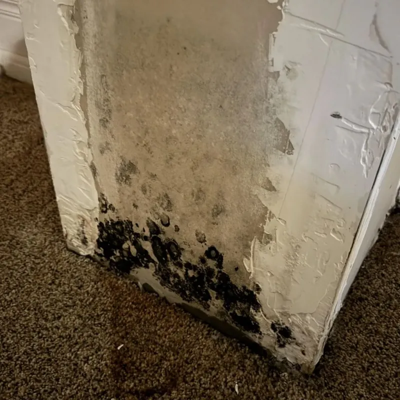 Professional Mold Removal in Crittenden County, KY